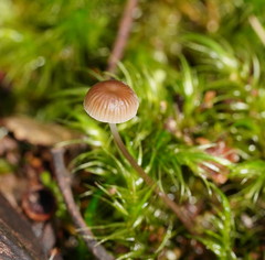 Mycena mijoi