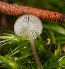 Mycena mijoi