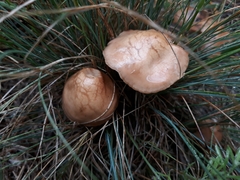 Marasmius oreades