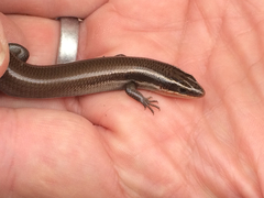 Plestiodon tetragrammus