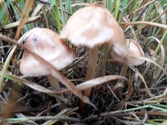 Marasmius oreades