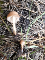 Marasmius oreades