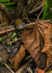 Microcerculus marginatus