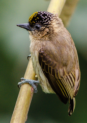 Picumnus granadensis