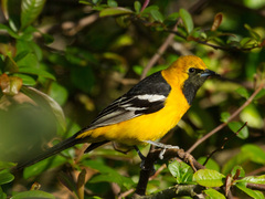 Hooded Oriole photo 1