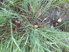 Marasmius oreades
