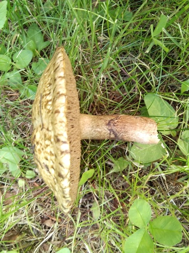 Sticky Bolete