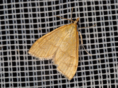 Anania crocealis