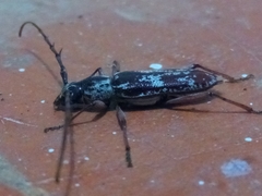 Elaphidion irroratum
