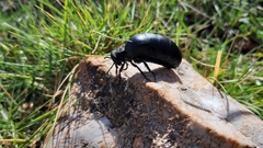 Meloe tuccius