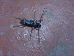 Elaphidion irroratum