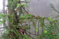 Cunninghamia lanceolata