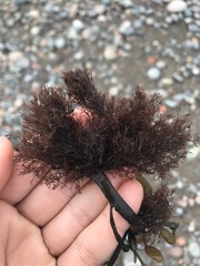 Vertebrata lanosa