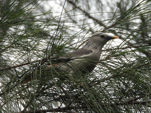 Chestnut-tailed Starling (Sturnia malabarica), photo 3