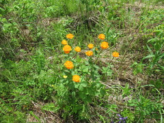 Trollius