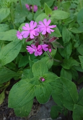 Silene dioica