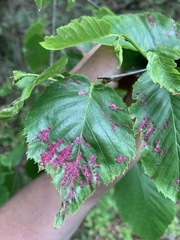 Acalitus longisetosus