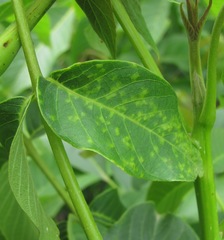 Pseudomicrostroma juglandis