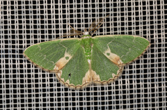 Comibaena bajularia
