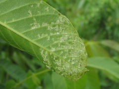 Pseudomicrostroma juglandis