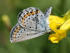 Plebejus argyrognomon