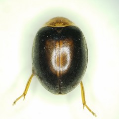 Scirtes orbiculatus