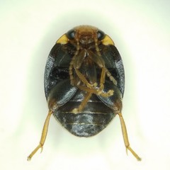 Scirtes orbiculatus