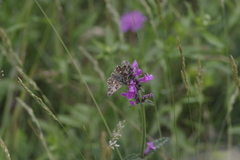 Muschampia floccifera