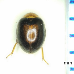 Scirtes orbiculatus