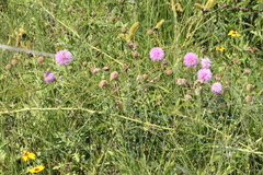 Mimosa strigillosa