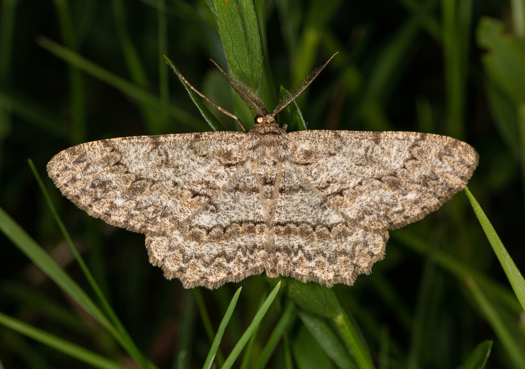 Pale Oak Beauty