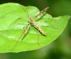 Epiphragma