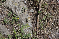 Muschampia lavatherae