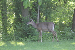 Odocoileus virginianus