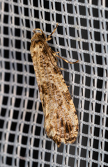 Morophaga choragella