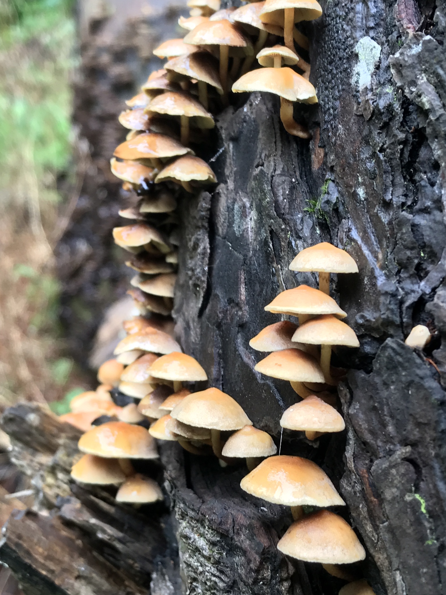 Hypholoma acutum image