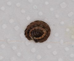 Cerastis faceta