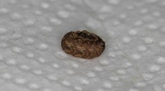 Cerastis faceta