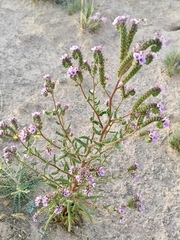 Phacelia integrifolia
