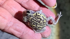 White-Footed Frog photo 4