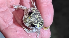 White-Footed Frog photo 5