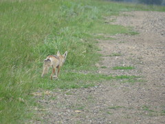 Vulpes corsac