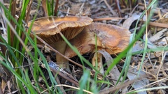 Armillaria luteobubalina