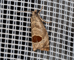 Notocelia uddmanniana