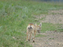 Vulpes corsac