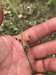 Fimbristylis puberula