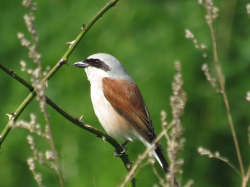 Avèrla piccola