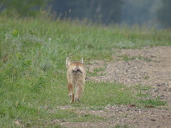 Vulpes corsac