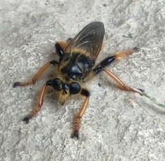 Pogonosoma maroccanum