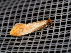 Tinea semifulvella